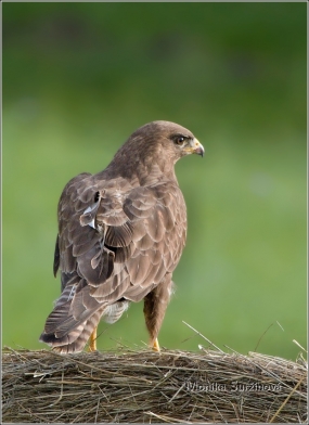 <p>KÁNĚ LESNÍ (Buteo buteo) /Common buzzard - Mäusebussard/</p>